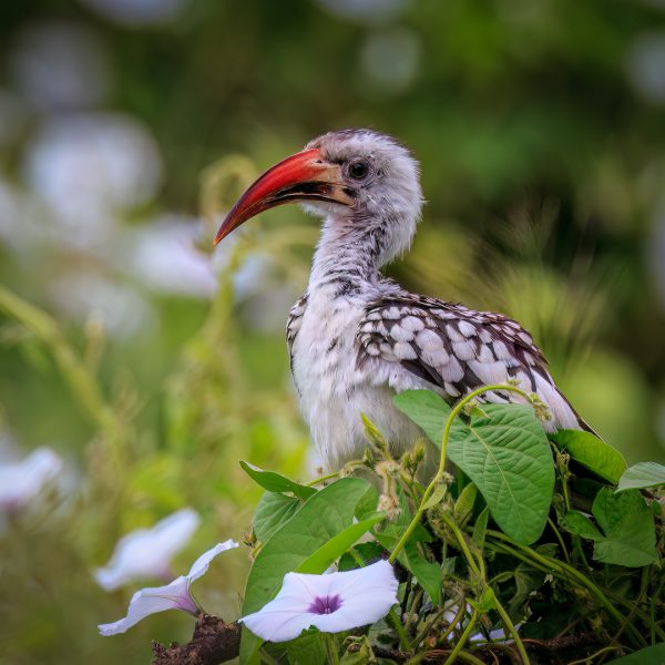 Bronwin Chesney Southern-Yellow-billed-Hornbill