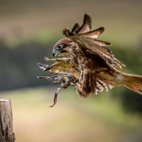 DPI of the Night---Jill-Smith---In-complete-control