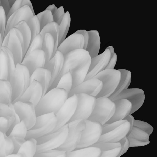 Gabrielle Chisolm Petals-Merit