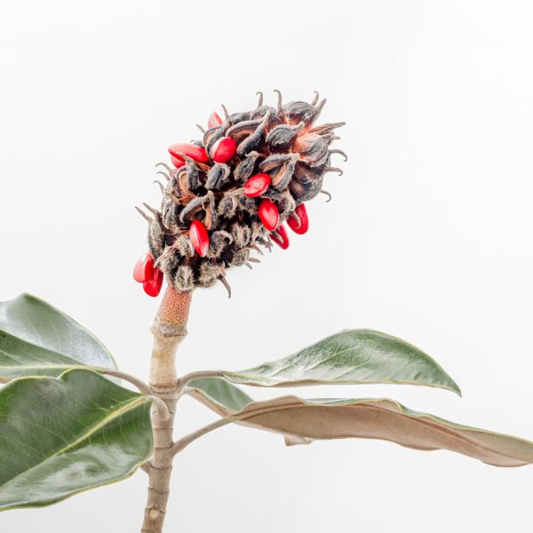 Honour---Alan-Bradley---Magnolia-Seed