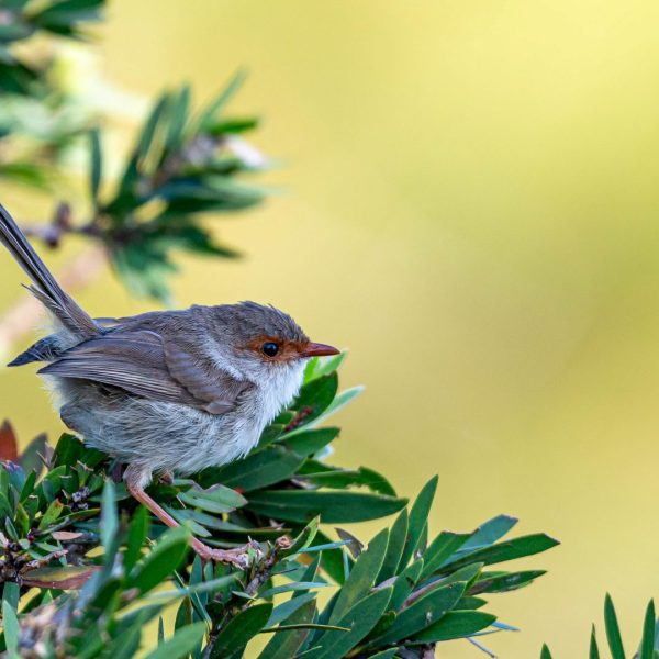 Honour---Alan-Lovelock---Female-Wren-Lake-Eden