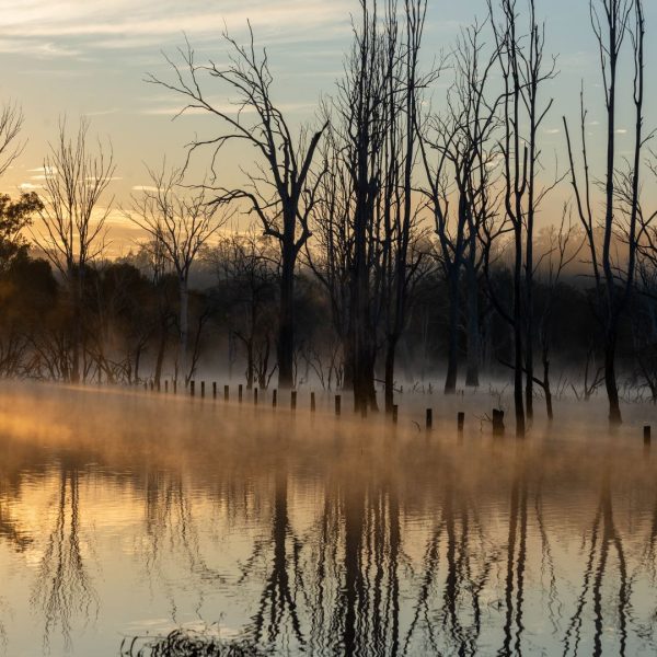Honour---Alan-Lovelock---The-old-fence-line