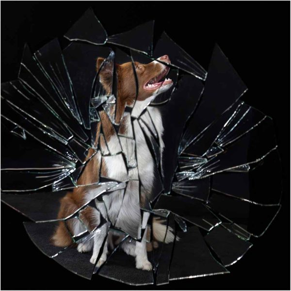 Honour---Anne-McDonald---Shattered