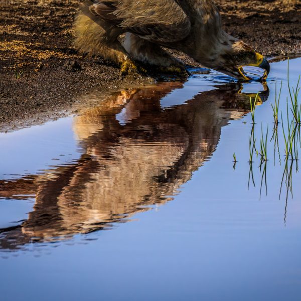 Tawny Eagle