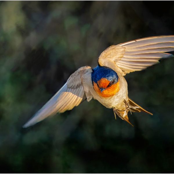 Honour---Graham-Bowden---Swiftly-Swallow