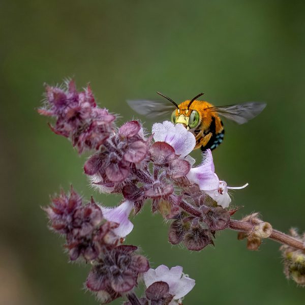 Honour---Graham-Bowden---The-Bee-In-The-Basil