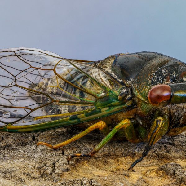 Honour---Jan-Collings---Cicada
