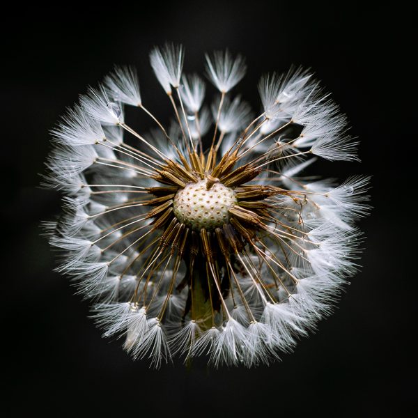 Honour---Jane-Howie---Dandelion