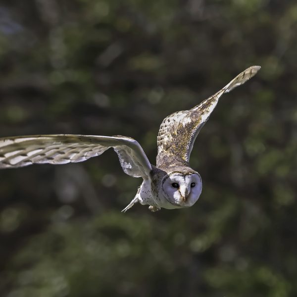 Honour---John-Bayne---Silent-flight
