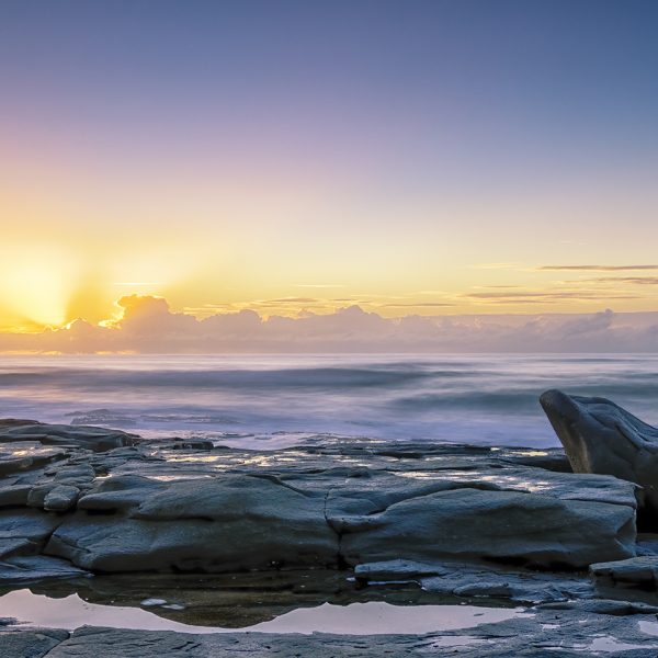 Honour---Kim-McHardy---Dolphin-Rock