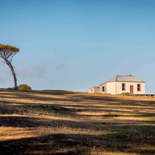 Honour---Michael-Ray---Windswept