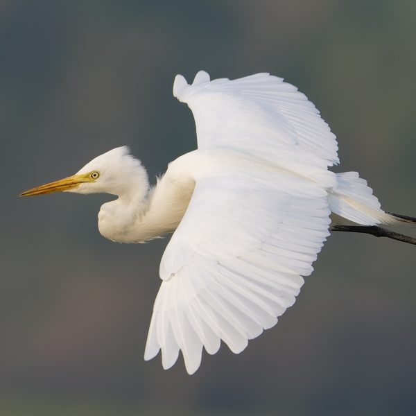 Honour---Paul-Tilley---Effortless-Flight