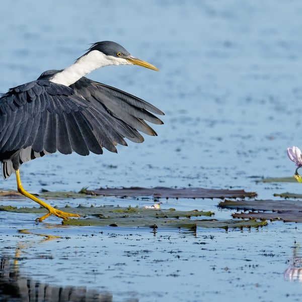 Honour---Paul-Tilley---Lilypad-Hopping