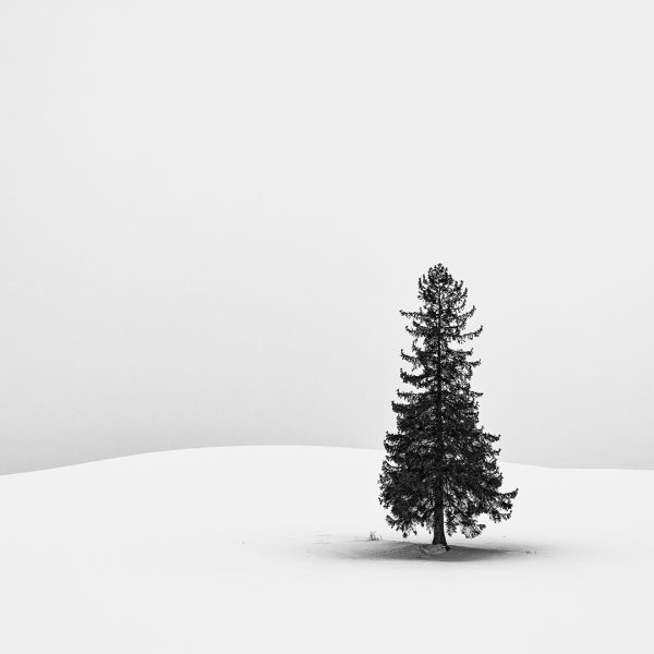 Honour---Paul-Tilley---Lone-Pine