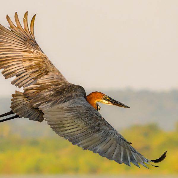 Honour---Peter-White---Free-as-a-bird