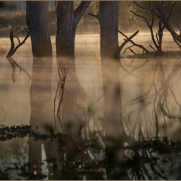 Honour---Peter-White---Misty-morning
