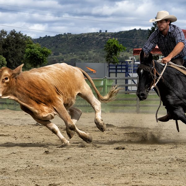 Honour---Rae-Stanaway---Run-Little-Calf