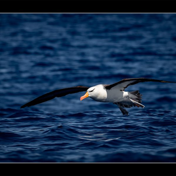 Honour---Robert-Smith---Water-Landing