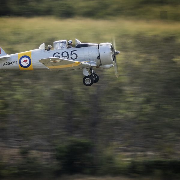 Honour---Sue-Simmonds---A20-695