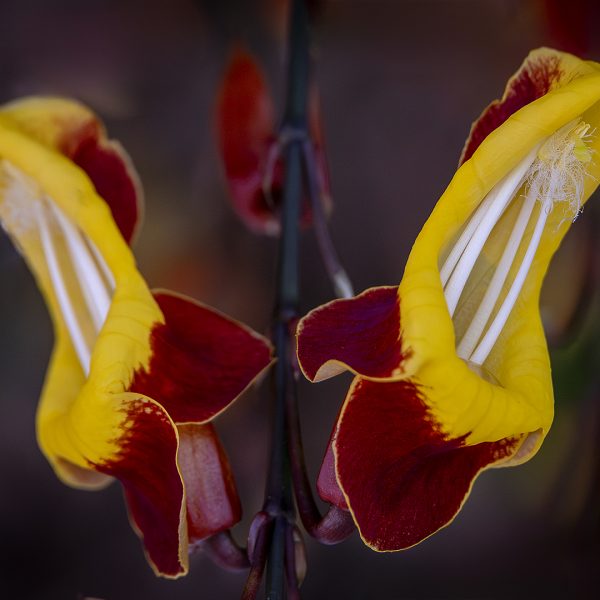 Honour---Sue-Simmonds---Slippers