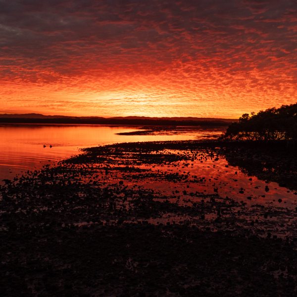Honour---Trudy-Purchas---Red-Sky-at-Night-Shepherds-Delight