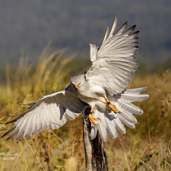 Kim McHardy -Lady Jane - Goshawk