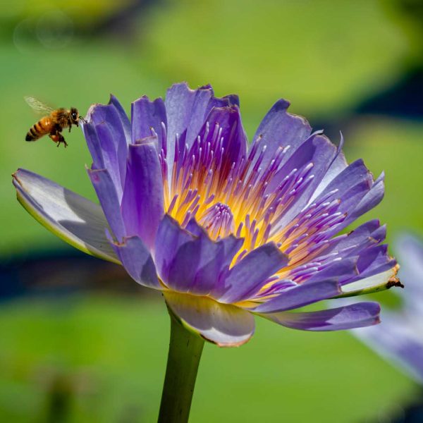 Merit---Alan-Bradley---Lily-Bee