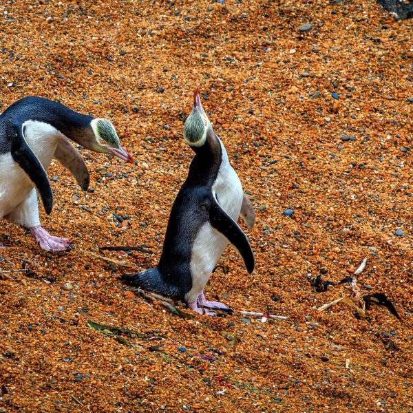 Merit---Bronwyn-Chesney---On-your-right