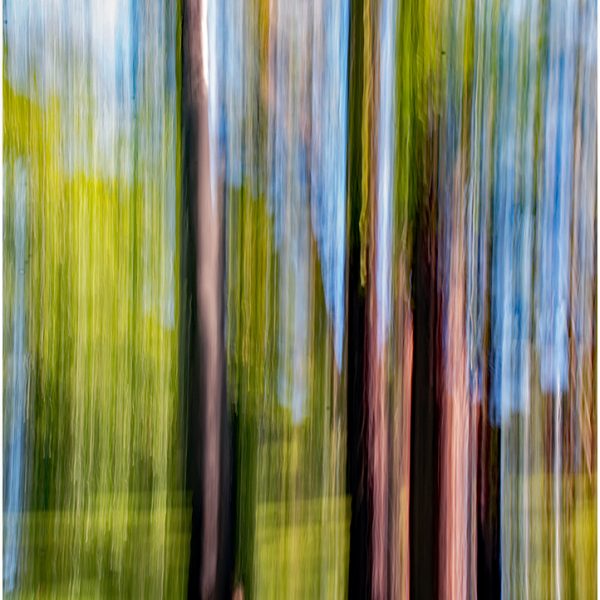 Merit---Don-Gray---Tall-trees