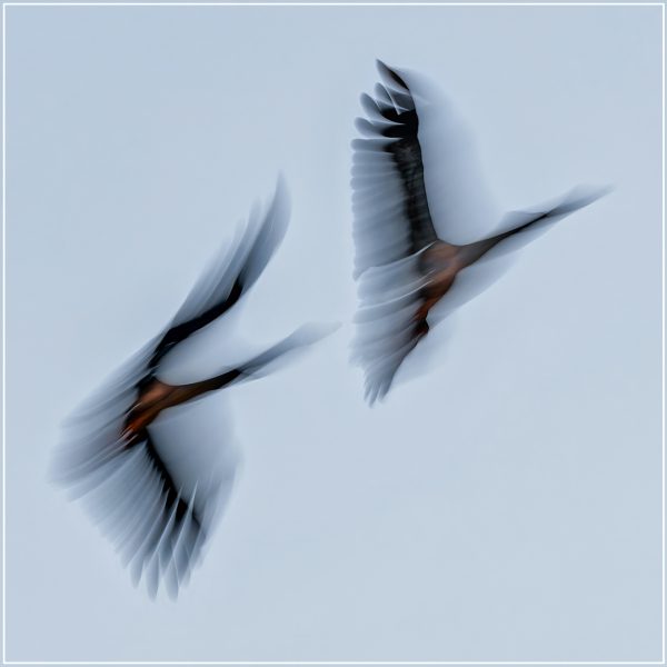 Merit---Graham-Bowden---Transcendent