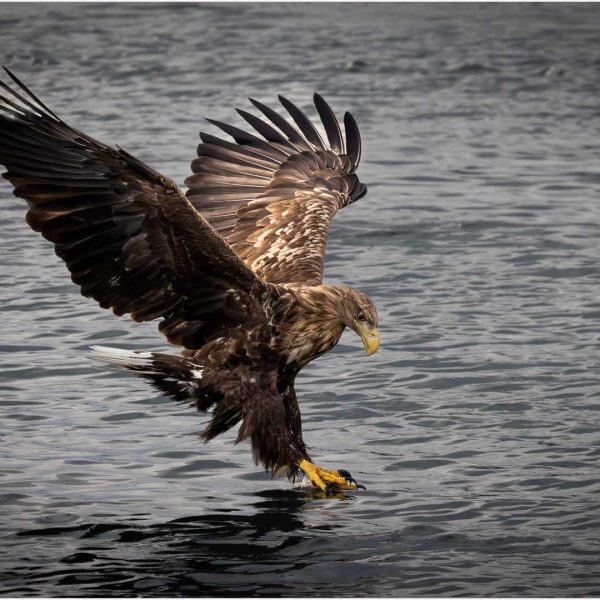 Merit---Jill-Smith---Got-it