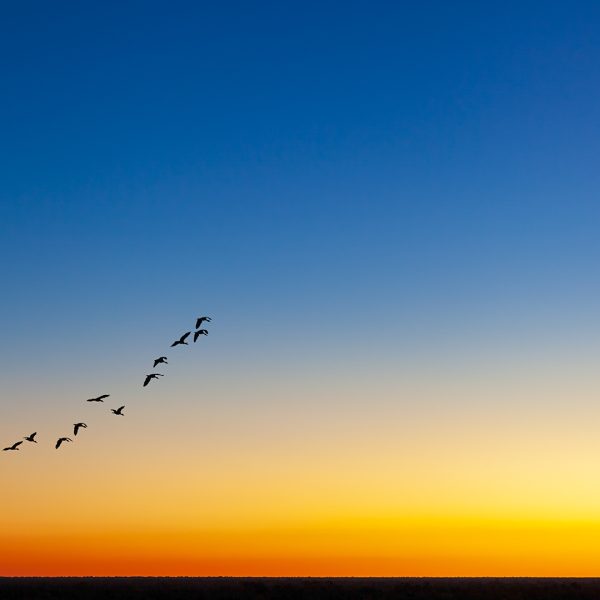 Merit---John P-Stein---Birds-at-sunset