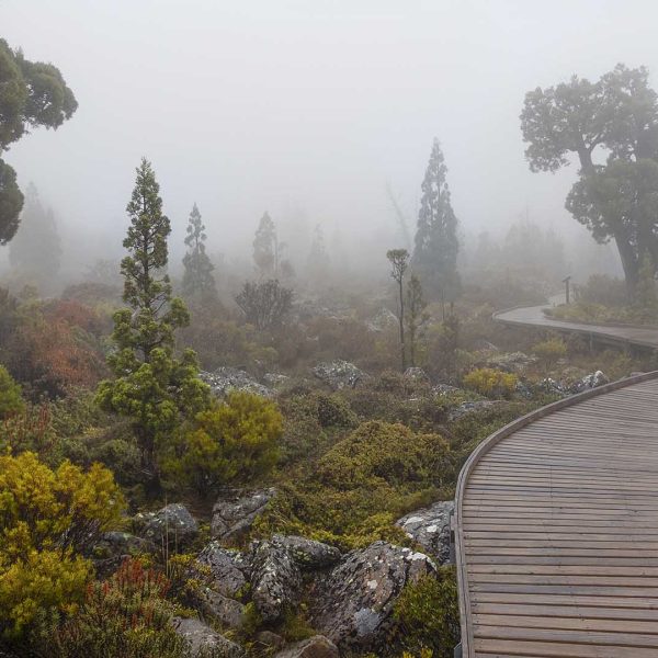 Merit---Judy-Powell---Misty-Wonderland