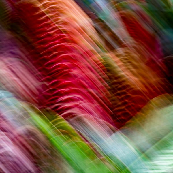 Merit---Michael-Ray---Flowering-bush
