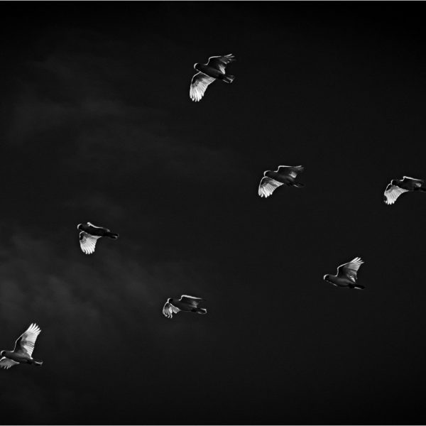 Merit---Pete-Law---Flight-of-the-Corellas