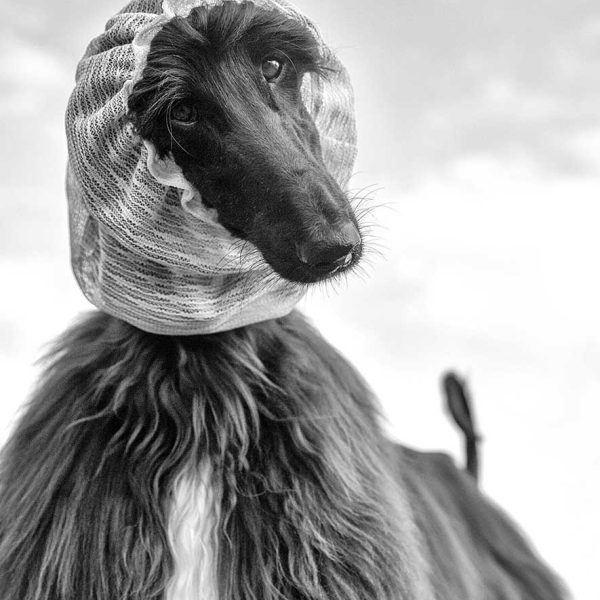 Merit---Sue-Thomson---The-Afghan