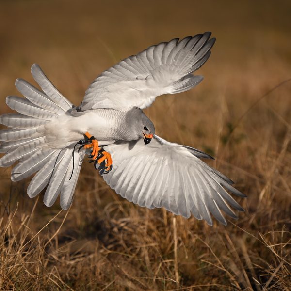Print of the Night---Maree-Rablin---Free-Flight-Grey-Goshawk
